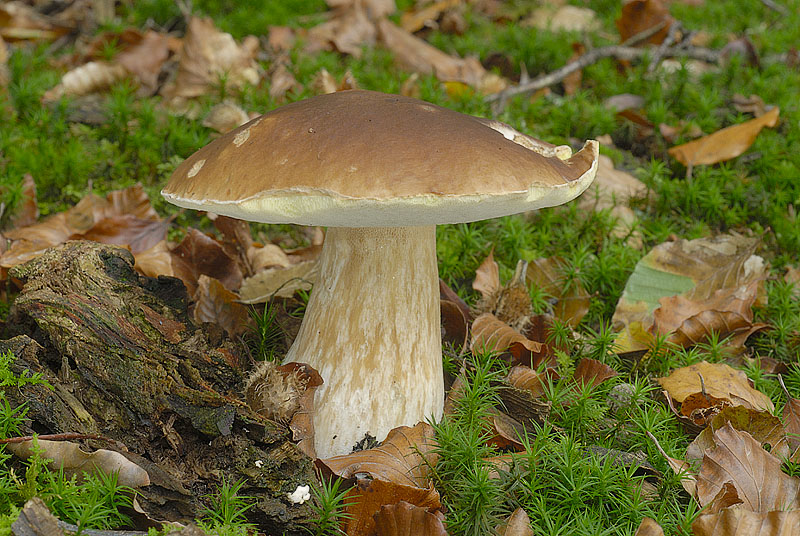 Boletus edulis